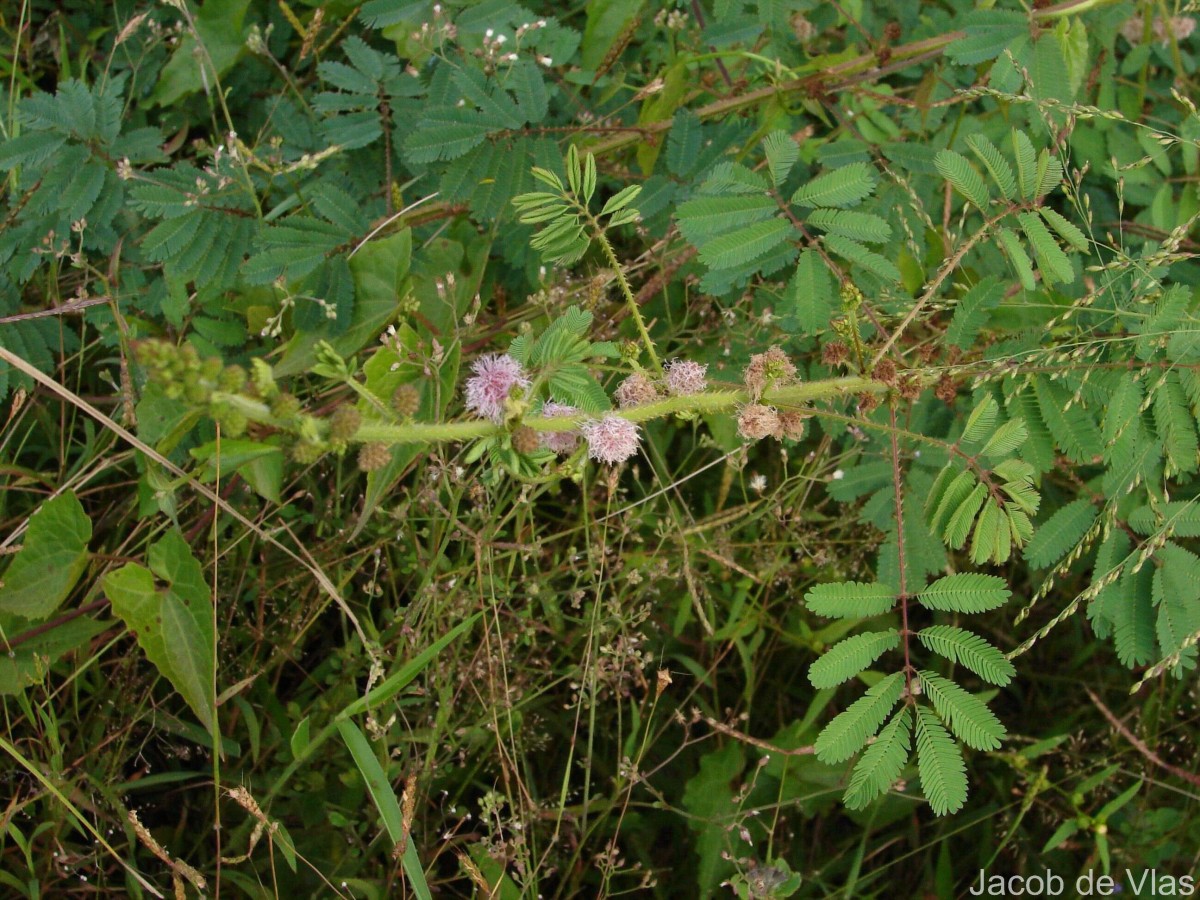 Mimosa diplotricha C.Wright